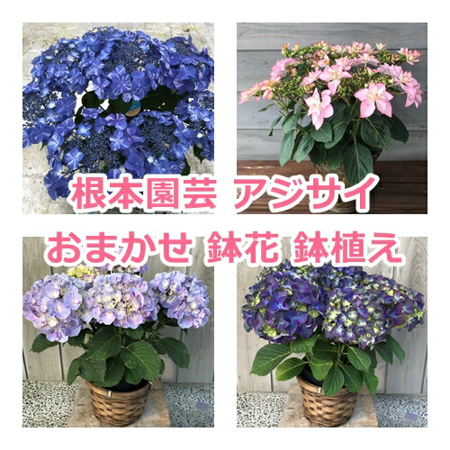 【2026年 先行予約】アジサイ 色おまかせ 5号 | 根本園芸 【53850-001-01】 色：おまかせ アジサイ 5号×1鉢(プラ鉢入り)