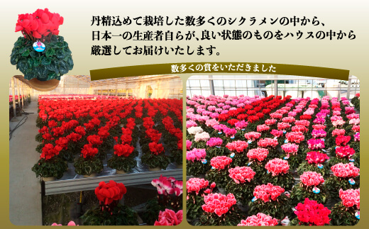 【2026年 先行予約】シクラメン レッド 6号 | 根本園芸 【53850-009-02】 色：レッド シクラメン 6号×1鉢(プラ鉢入り)
