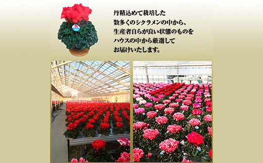 【2026年 先行予約】シクラメン フリンジ ピンク系 6号 | 根本園芸 【53850-005-04】 色：ピンク系 シクラメン フリンジ 6号×1鉢(プラ鉢入り)