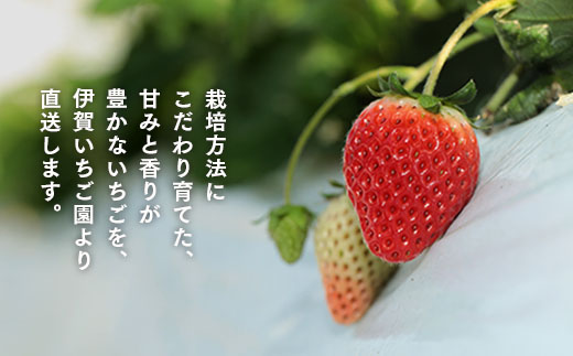 【数量限定】伊賀いちご園のおまかせ4P（280g/パック×4パック） - イチゴ ストロベリー strawberry【1800901】