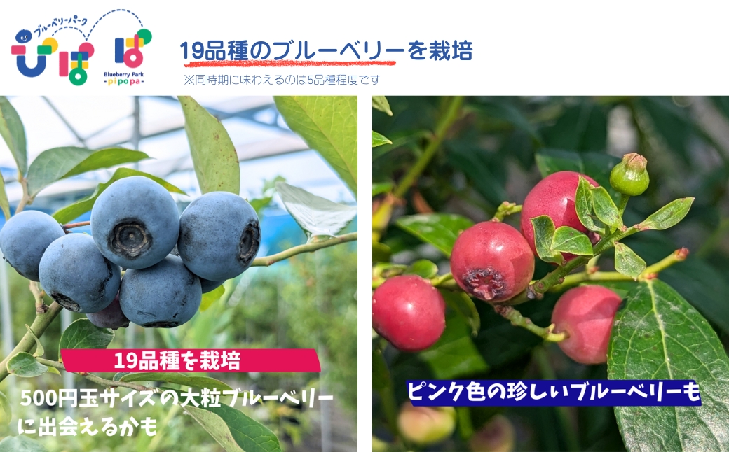 ブルーベリーパーク ぴぽぱ ペアチケット ブルーベリー 狩り 2名 体験 入園券 無料券 夏季限定【121237-001】