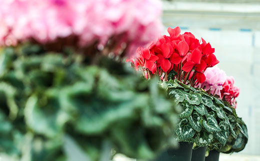 【2026年 先行予約】シクラメン 色おまかせ 8号 | 根本園芸 【53850-011-05】 色：おまかせ シクラメン 8号×1鉢(プラ鉢入り)