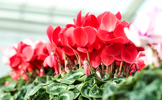 【2026年 先行予約】シクラメン 色おまかせ 6号 | 根本園芸 【53850-011-03】 色：おまかせ シクラメン 6号×1鉢(プラ鉢入り)