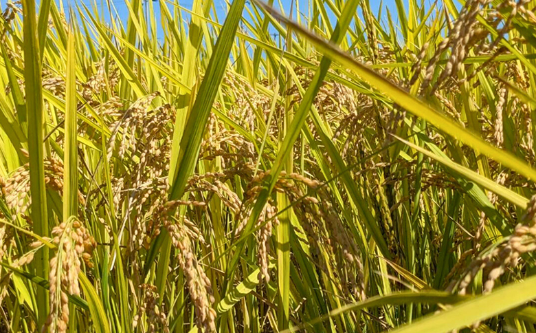 天のつぶ 玄米 5kg 農薬・化学肥料不使用 令和7年産 | みさき未来【121237-005-03】