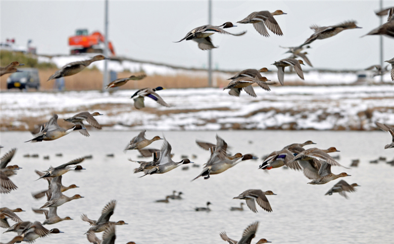 コシヒカリ 米 50kg ( 5kg ×10月)  | 令和7年産米 白米 コメ こめ 福島 渡部有機農園 【120811-001-06】