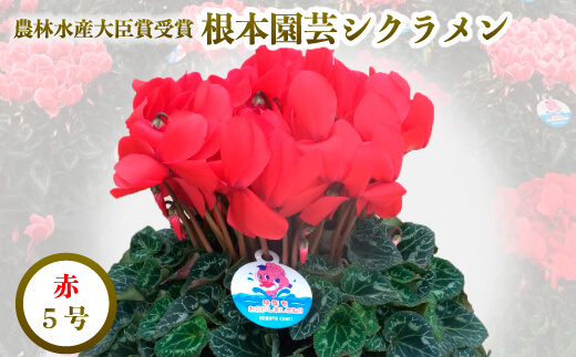 【2026年 先行予約】シクラメン レッド 5号 | 根本園芸 【53850-009-01】 色：レッド シクラメン 5号×1鉢(プラ鉢入り)
