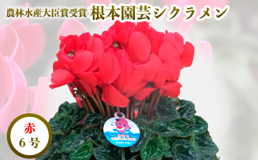 【2026年 先行予約】シクラメン レッド 6号 | 根本園芸 【53850-009-02】 色：レッド シクラメン 6号×1鉢(プラ鉢入り)