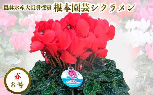 【2026年 先行予約】シクラメン レッド 8号 | 根本園芸 【53850-009-03】 色：レッド シクラメン 8号×1鉢(プラ鉢入り)