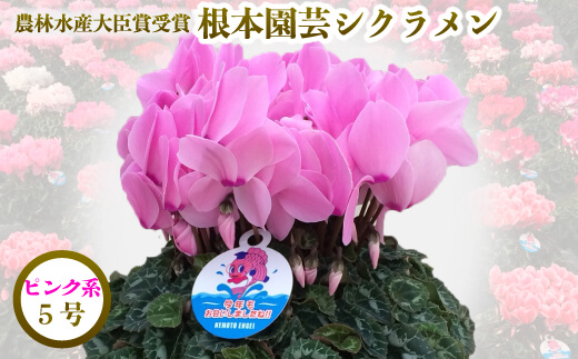 【2026年 先行予約】シクラメン ピンク系 5号 | 根本園芸 【53850-005-01】 色：ピンク系 シクラメン 5号×1鉢(プラ鉢入り)
