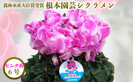 【2026年 先行予約】シクラメン フリンジ ピンク系 6号 | 根本園芸 【53850-005-04】 色：ピンク系 シクラメン フリンジ 6号×1鉢(プラ鉢入り)