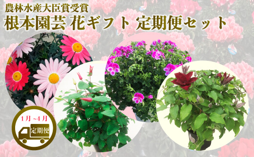 【先行予約】花ギフト定期便 4ヶ月(1～4月)｜花定期便 根本園芸 【53850-014-01】 色：おまかせ 毎月お送り