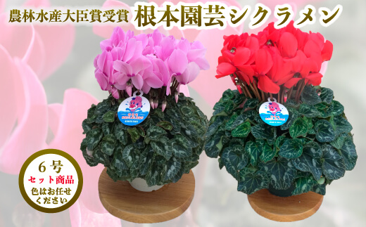【2026年 先行予約】シクラメン 色おまかせ 6号×2鉢 | 根本園芸 【53850-011-04】 色：おまかせ シクラメン 6号×2鉢(プラ鉢入り)