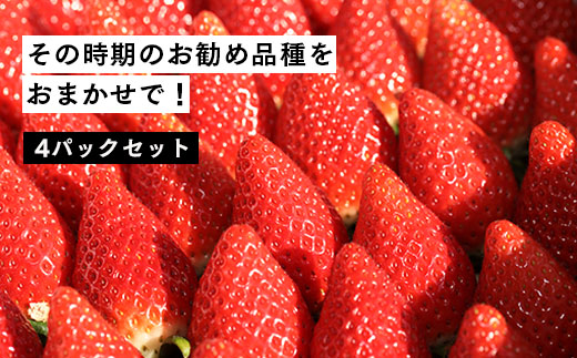 【数量限定】伊賀いちご園のおまかせ4P（280g/パック×4パック） - イチゴ ストロベリー strawberry【1800901】
