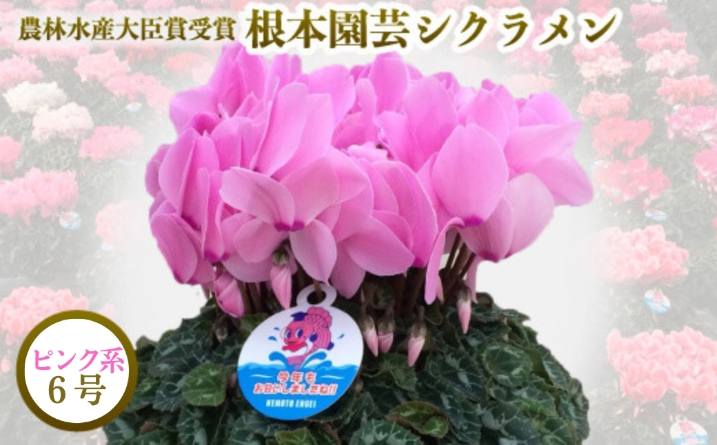 【2026年 先行予約】シクラメン ピンク系 6号 | 根本園芸 【53850-005-02】 色：ピンク系 シクラメン 6号×1鉢(プラ鉢入り)