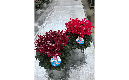 【2026年 先行予約】シクラメン ジックス 赤系 5号 | 根本園芸 【53850-003-01】 色：赤又はワインレッド(白がく) シクラメン ジックス 5号×1鉢(プラ鉢入り)