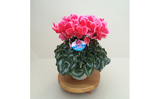 【2026年 先行予約】シクラメン リップスオレンジ 5号 | 根本園芸 【53850-008-01】 色：リップスオレンジ シクラメン 5号×1鉢(プラ鉢入り)