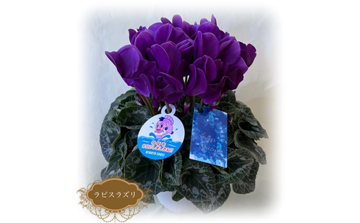 【2026年 先行予約】シクラメン ラピスラズリ 5号 | 根本園芸 【53850-007-01】 色：ラピスラズリ(紺青系) シクラメン 5号×1鉢(プラ鉢入り)