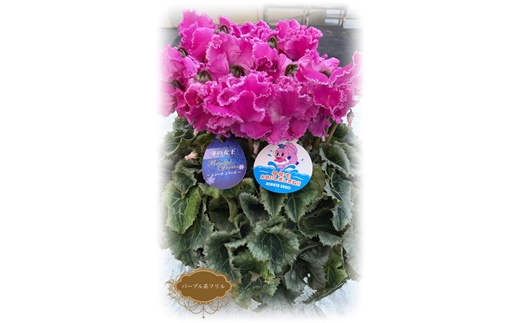 【2026年 先行予約】シクラメン フリンジ パープル系 6号 | 根本園芸 【53850-004-02】 色：パープルフリル シクラメン フリンジ 6号×1鉢(プラ鉢入り)
