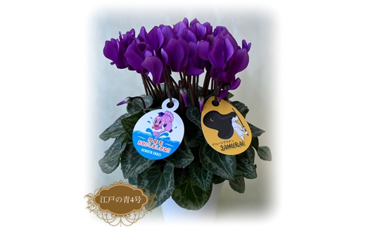 【2026年 先行予約】シクラメン 江戸の青 4号 青系 | 根本園芸 【53850-010】 色：江戸の青(青系 シクラメン 5号×1鉢(プラ鉢入り)