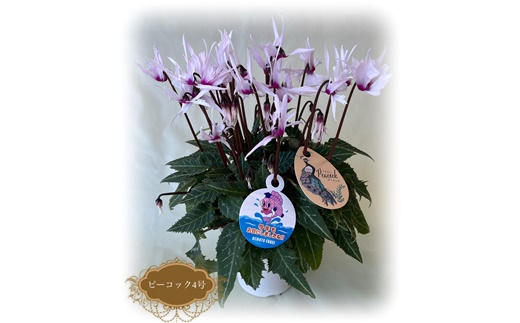 【2026年 先行予約】シクラメン ピーコック 4号鉢 | 根本園芸 【53850-015】 色：ピンク系 シクラメン 4号×1鉢(プラ鉢入り)