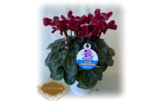 【2026年 先行予約】シクラメン ジックス レッド 4号 | 根本園芸 【53850-003-02】 色：レッド(白がく シクラメン ジックス 4号×1鉢(プラ鉢入り)