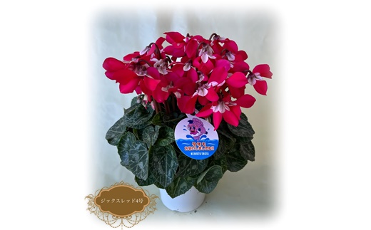 【2026年 先行予約】シクラメン ジックス ワインレッド 4号 | 根本園芸 【53850-003-03】 色：ワインレッド(白がく) シクラメン ジックス 4号×1鉢(プラ鉢入り)