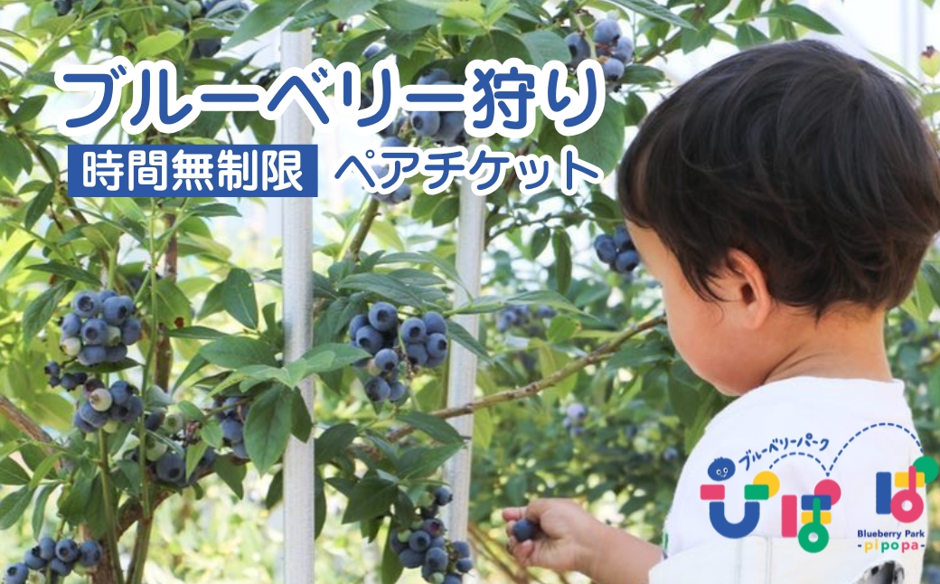 ブルーベリーパーク ぴぽぱ ペアチケット ブルーベリー 狩り 2名 体験 入園券 無料券 夏季限定【121237-001】