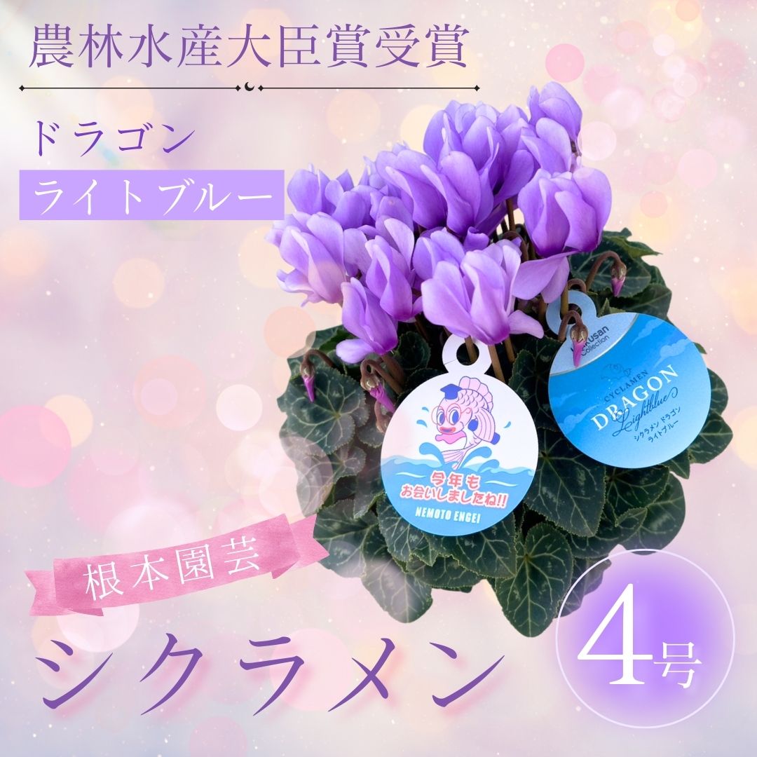 【2026年 先行予約】シクラメン ドラゴン ライトブルー 4号 | 根本園芸 【53850-013-01】 色：ライトブルー シクラメン 4号×1鉢(プラ鉢入り)