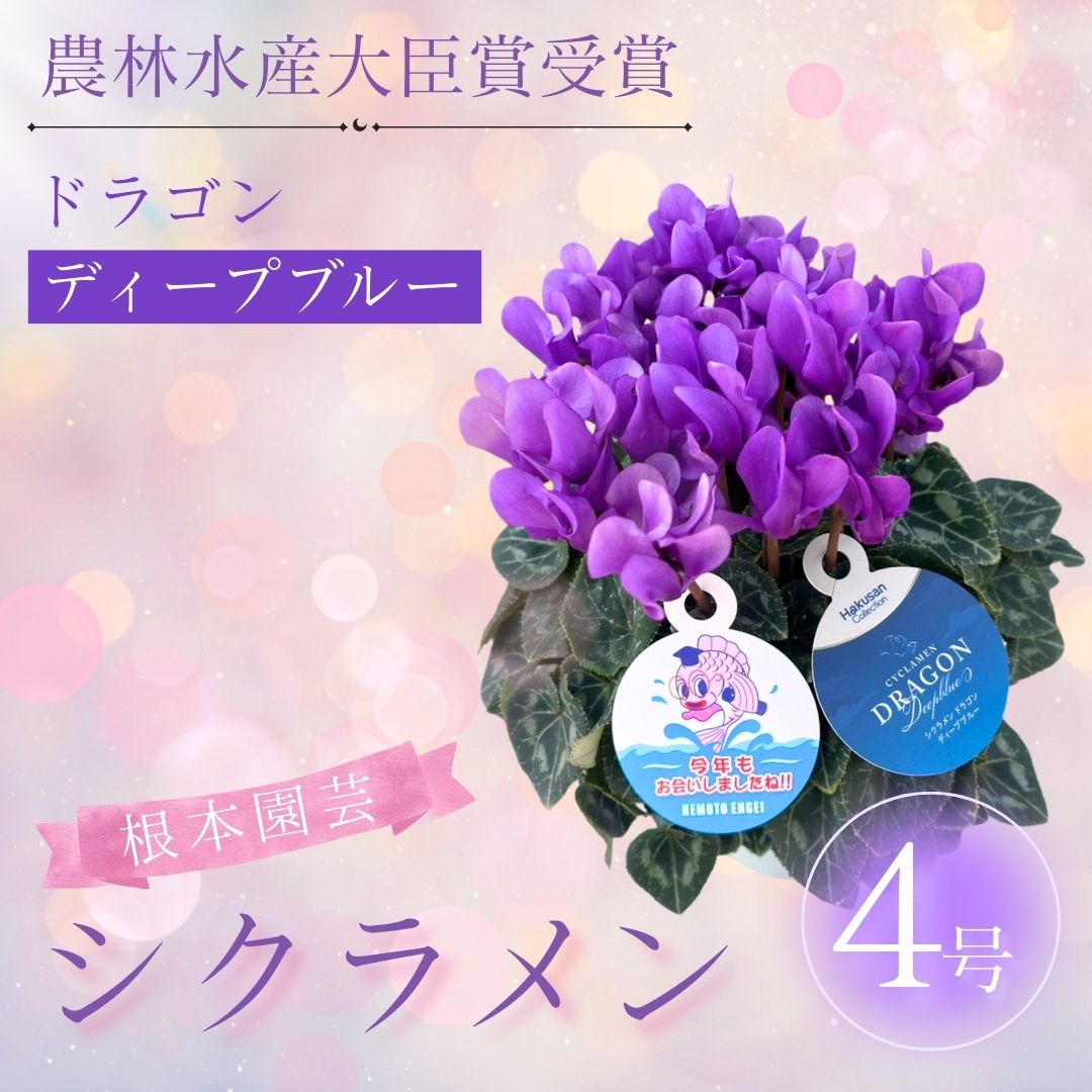 【2026年 先行予約】シクラメン ドラゴン ディープブルー 4号 | 根本園芸 【53850-013-02】 色：ディープブルー シクラメン 4号×1鉢(プラ鉢入り)