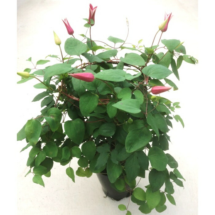 【2026年 先行予約】クレマチス プリンセスダイアナ 5号 赤系 | 根本園芸 【53850-002-02】 色：プリンセスダイアナ(赤系) クレマチス 5号×1鉢(プラ鉢入り)