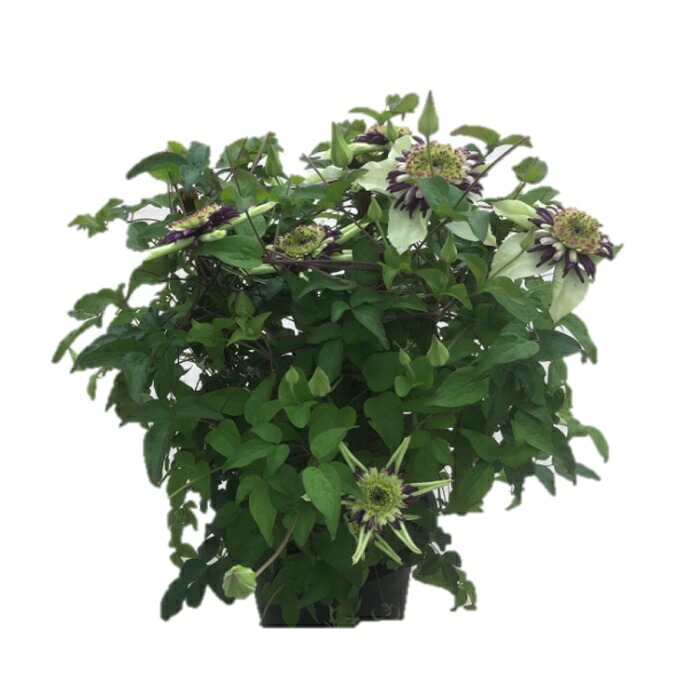 【2026年 先行予約】クレマチス ビエネッタ 5号 白系 | 根本園芸 【53850-002-01】 色：ビエネッタ(白系) クレマチス 5号×1鉢(プラ鉢入り)