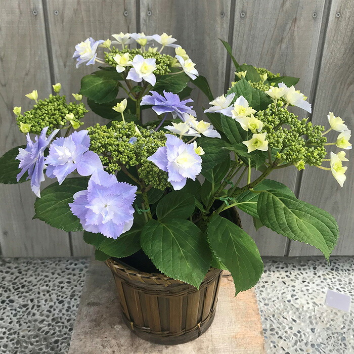 【2026年 先行予約】アジサイ ブレスレット 5号 青系 | 根本園芸 【53850-001-02】 色：ブレスレット(青系) アジサイ 5号×1鉢(プラ鉢入り)