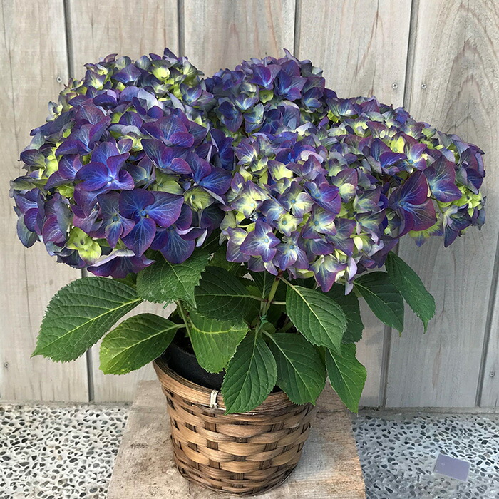 【2026年 先行予約】アジサイ ラグーン 5号 青系 | 根本園芸 【53850-001-03】 色：ラグーン(青系) アジサイ 5号×1鉢(プラ鉢入り)