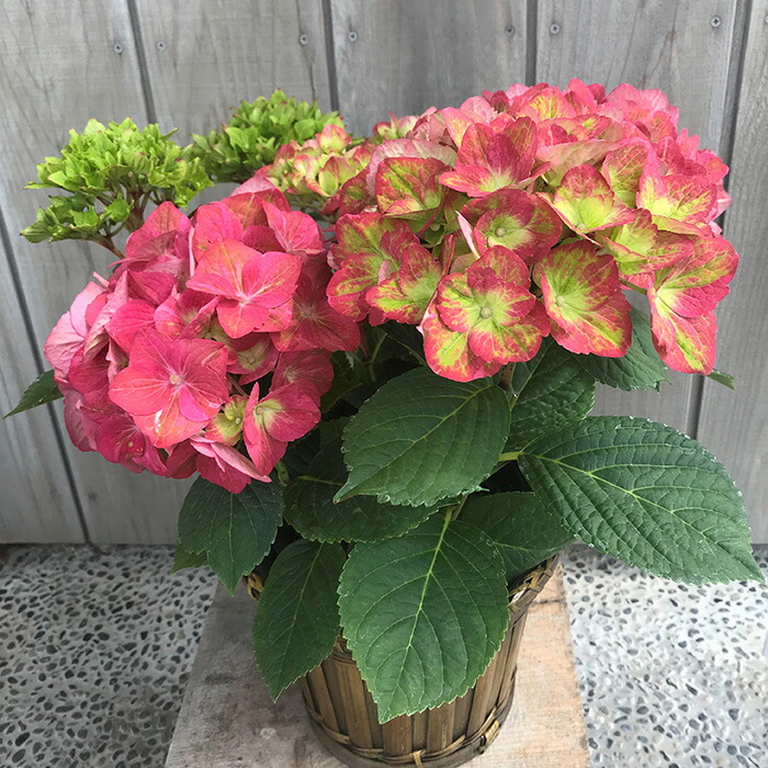 【2026年 先行予約】アジサイ マスカレード 5号 混色 | 根本園芸 【53850-001-04】 色：マスカレード(混色・緑から赤) アジサイ 5号×1鉢(プラ鉢入り)