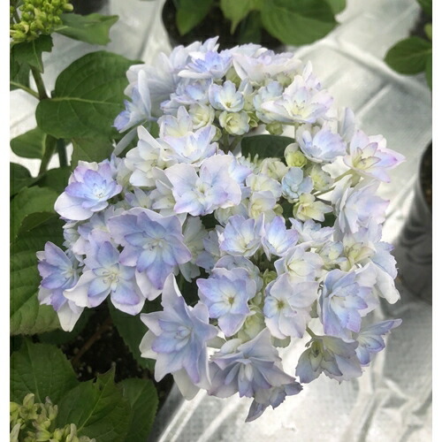 【2026年 先行予約】アジサイ 空海 5号 青系 | 根本園芸 【53850-001-06】 色：空海(青系) アジサイ 5号×1鉢(プラ鉢入り)