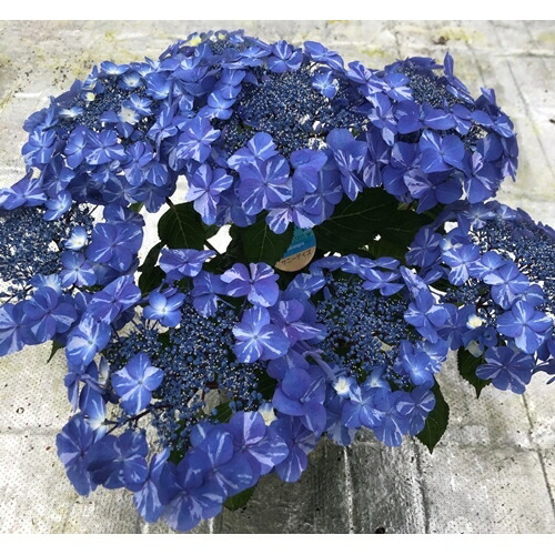 【2026年 先行予約】アジサイ サニーデイズ 5号 青絞 | 根本園芸 【53850-001-05】 色：サニーデイズ(絞り青系) アジサイ 5号×1鉢(プラ鉢入り)