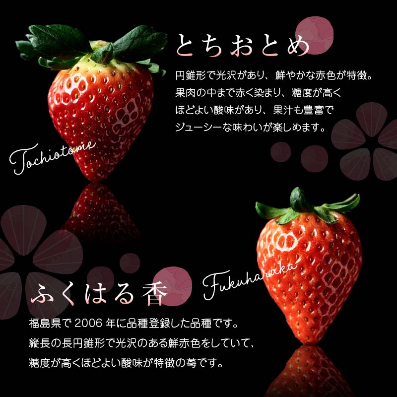 ＜2026年発送＞完熟 いちご 贅沢食べ比べ 4品種セット（1箱） とちおとめ ふくはる香 紅ほっぺ  おいCベリー イチゴ 苺 いちご F20C-533