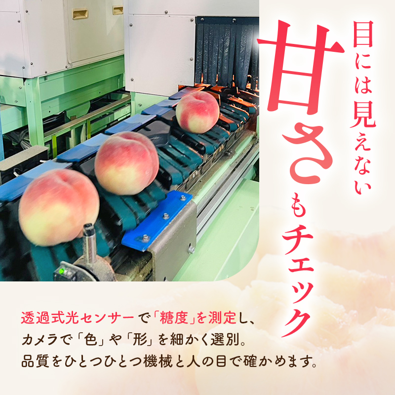 2026年先行予約 家庭用 あかつき 約5kg 小玉 青秀 不揃い 透過式光センサー選別 数量限定 期間限定 桃 もも モモ 果物 くだもの フルーツ F20C-585