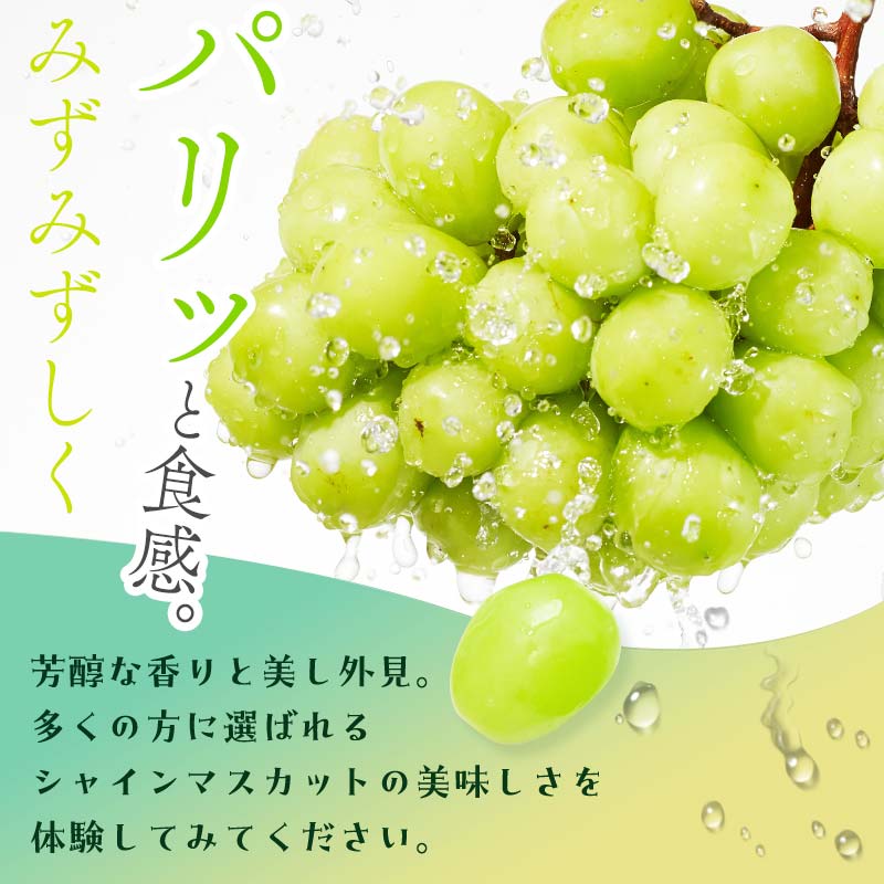 ＜2026年秋発送分先行予約＞大人気！復活！伊達市産 シャインマスカット 約1.5kg (2～4房)フルーツ 果物 ぶどう マスカット デザート 福島県 伊達市  F20C-657 約1.5kg