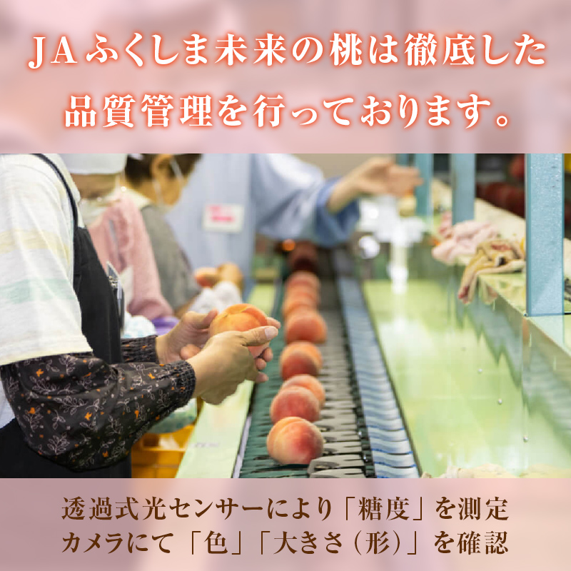 【2026年出荷分先行予約】福島県産 特秀 さちあかね 約5kg (15～18玉) ふくしま未来農業協同組合 特秀 透過式光センサー選別 糖度12度以上 固め 伊達の桃 桃 フルーツ 果物 もも モモ momo F20C-779 約5kg