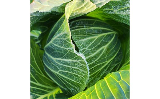 甘い柔らかい！冬採りキャベツ！ 4玉 (約5kg) F21C-117