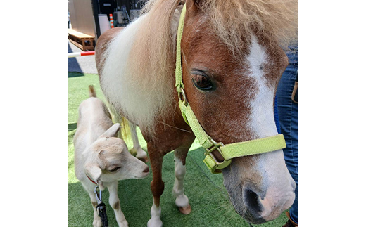 自然の中で馬とふれあう 伊達市で乗馬体験＆エサやり体験【60分】 馬 うま 乗馬 初心者 自然 体験 F21C-245
