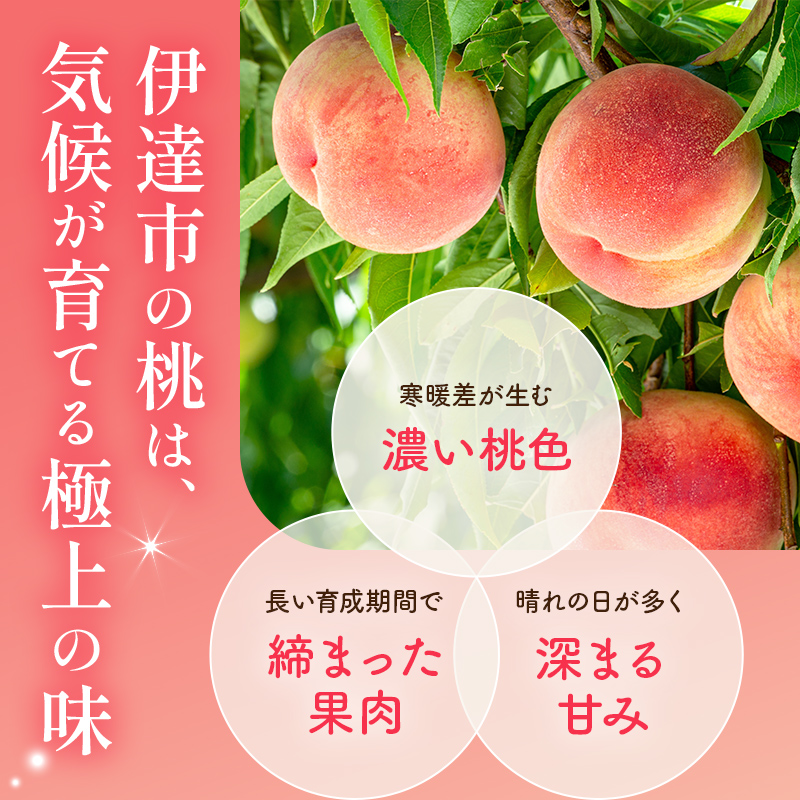 【2026年出荷分先行予約】福島県産 なつっこ 約2.8kg (7～10玉) あかい果樹園 贈り物 贈答 ギフト 伊達の桃 桃 フルーツ 果物 もも モモ momo F21C-307 約2.8kg
