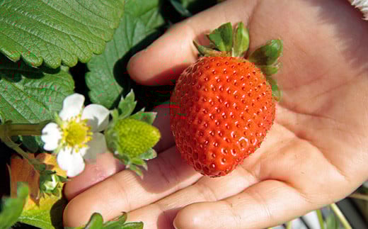 ＜先行予約＞福島県 伊達市産 いちご  （とちおとめ3L～Lサイズ）4パック F20C-133