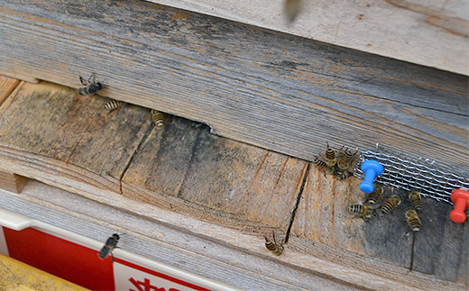 日本ミツバチの蜂蜜「百花の和蜜」200g  F20C-251