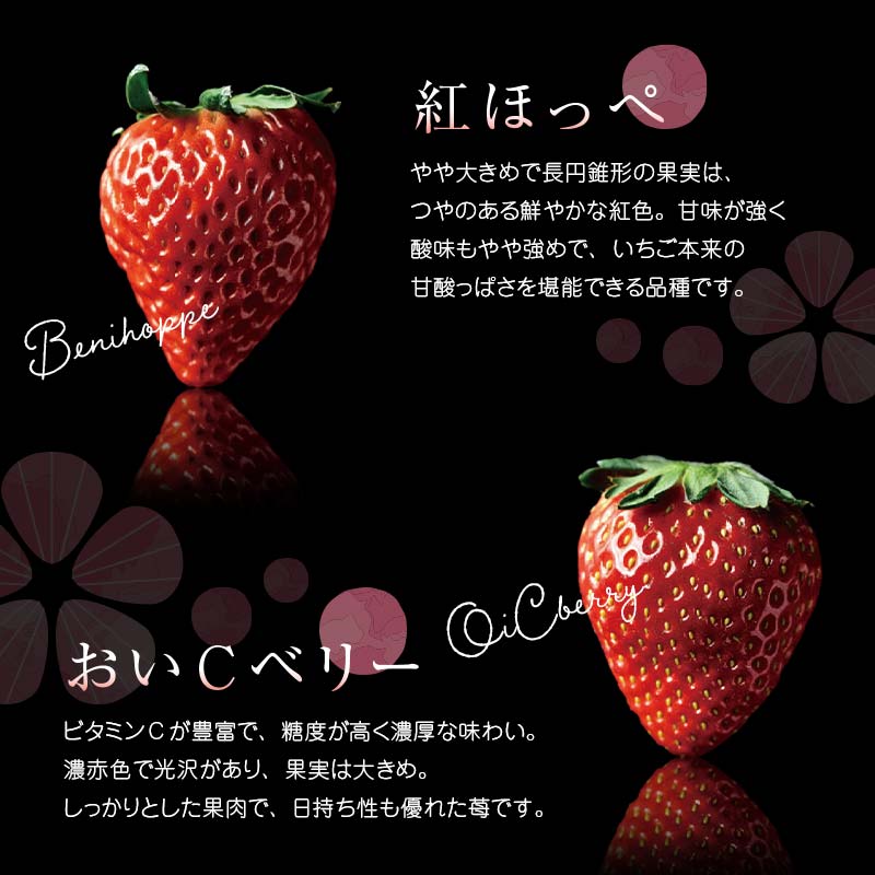＜2026年発送＞完熟 いちご 贅沢食べ比べ 4品種セット（1箱） とちおとめ ふくはる香 紅ほっぺ  おいCベリー イチゴ 苺 いちご F20C-533