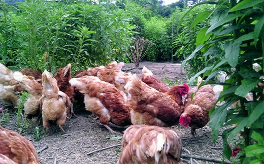 平飼い卵 とれたて発送「御幸卵（ごこうらん）」36玉入り 伊達市 福島県 国産 養鶏場直送 卵 たまご 玉子 生卵 鶏卵  　　 ゆで卵 たまご焼き 目玉焼き 朝食 タマゴ 食品 F20C-619