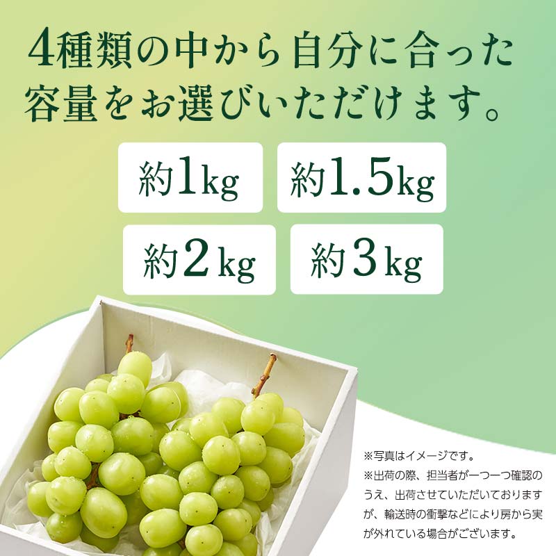 ＜2026年秋発送分先行予約＞大人気！復活！伊達市産 シャインマスカット 約1kg (2～3房)フルーツ 果物 ぶどう マスカット デザート 福島県 伊達市  F20C-655 約1kg