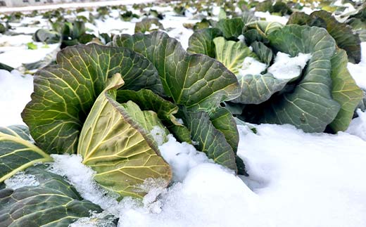 甘い柔らかい！冬採りキャベツ！ 4玉 (約5kg) F21C-117