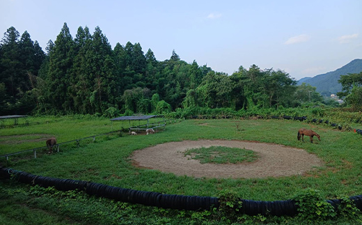 自然の中で馬とふれあう 伊達市で乗馬体験＆エサやり体験【60分】 馬 うま 乗馬 初心者 自然 体験 F21C-245